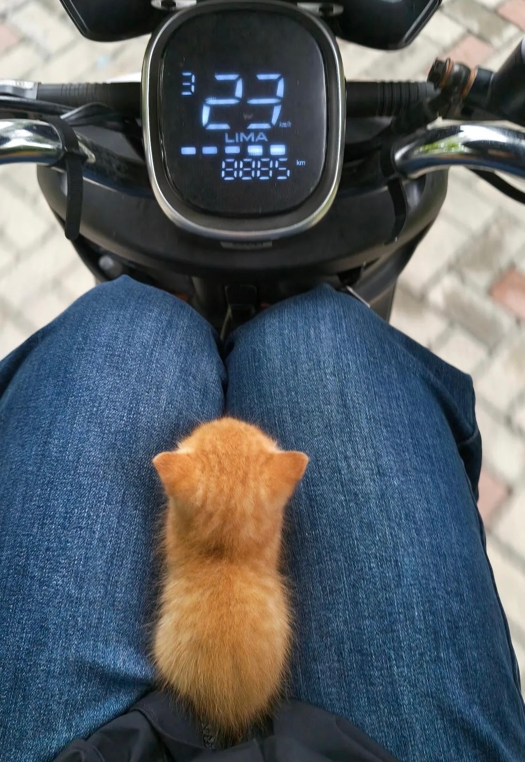 送小猫咪去上班 ​​​