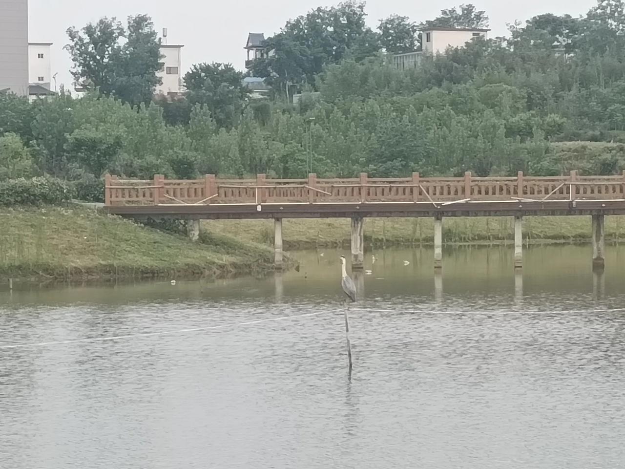 湖面薄雾似轻纱飘浮，
露珠在荷叶上滚成珍珠，
水鸟掠过荡开涟漪无数，
微风裹着草