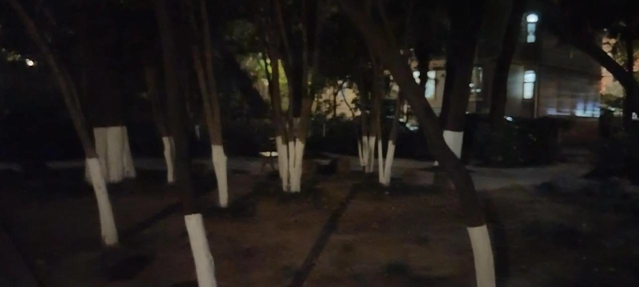 所有的树木已经涂了石灰过冬。