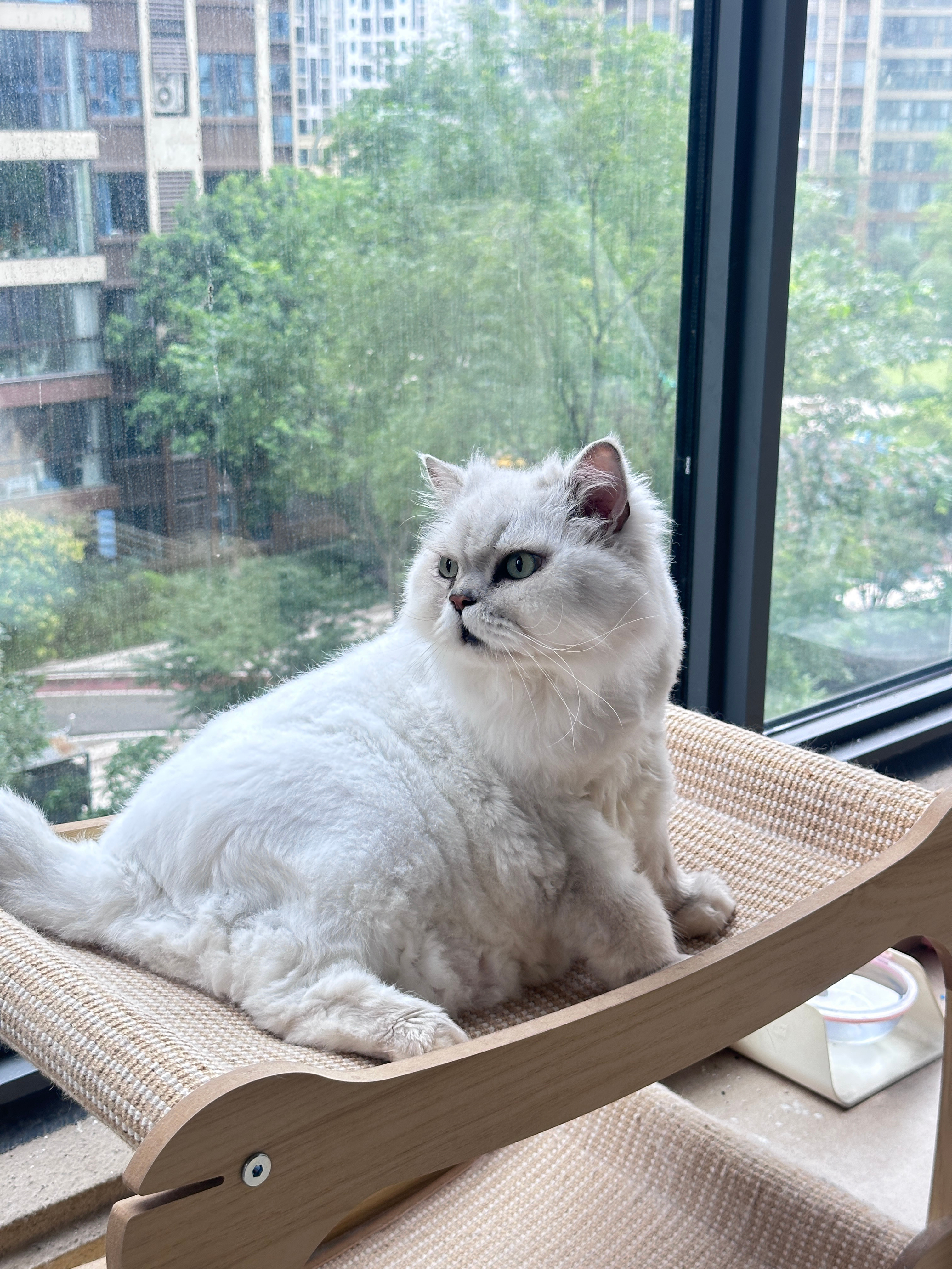 早啊·喵喵🐱 