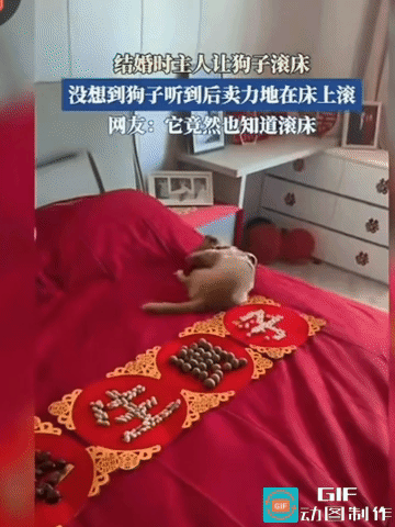 绝了！结婚让狗狗滚床，全程稳如老狗，一点没翻车！
 
传统结婚滚床，都是找童男童