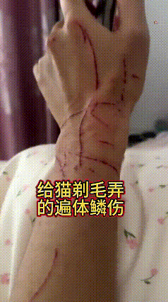 这视频我看了好几遍，真是又心疼又好笑。小姐姐好心给自家猫咪剃毛，谁料小猫直接急眼