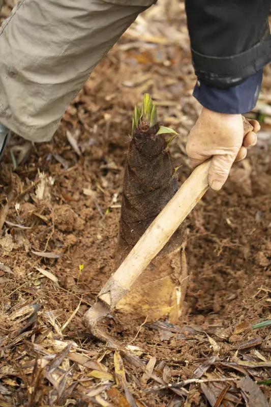 春天来临，我最喜欢上山挖竹笋。春风一拂，满山竹笋探出头，胖乎乎的特别可爱。挖出它