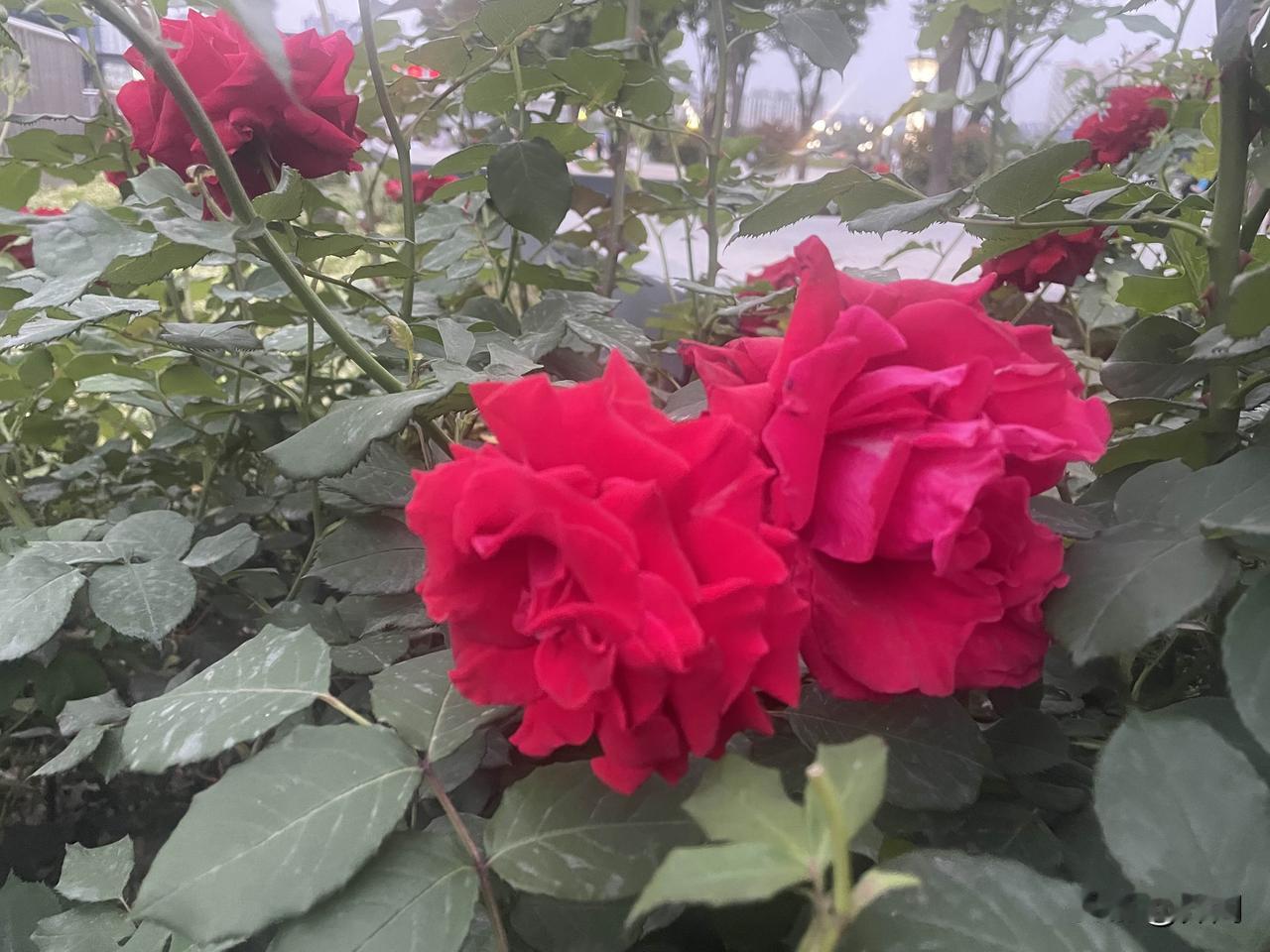 【七绝•百花谢后草萋萋】
百花谢后草萋萋，雀鸟寻荫柳底啼。
月季偷将春色续，十分