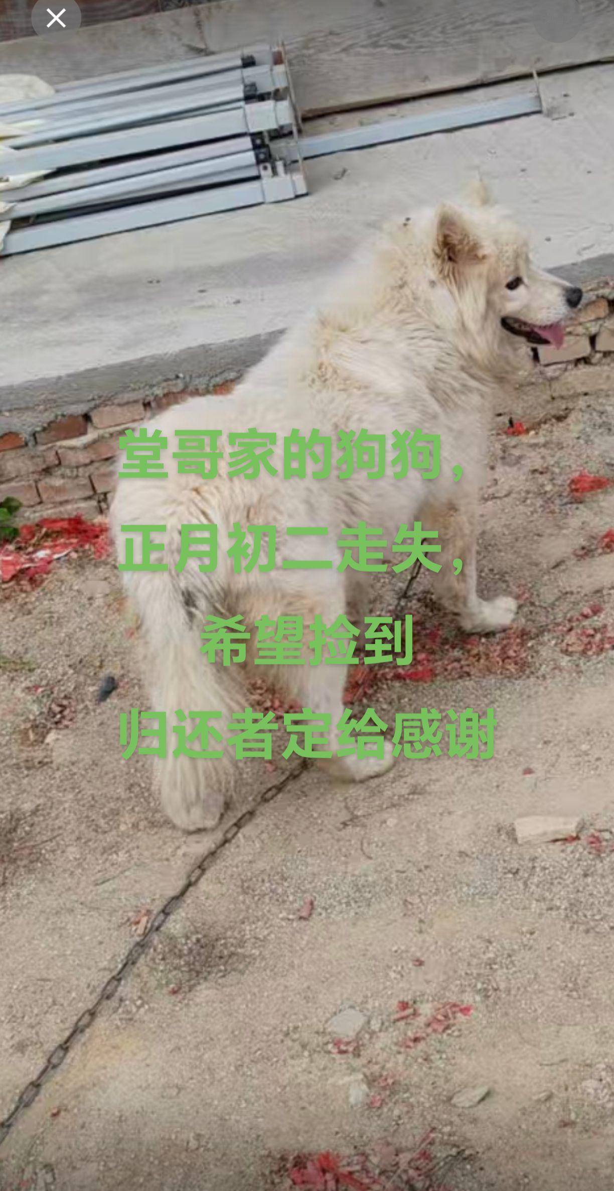 捡到狗狗者，归还定给感谢。万物皆有灵性 狗狗 旺财 狗狗🐶