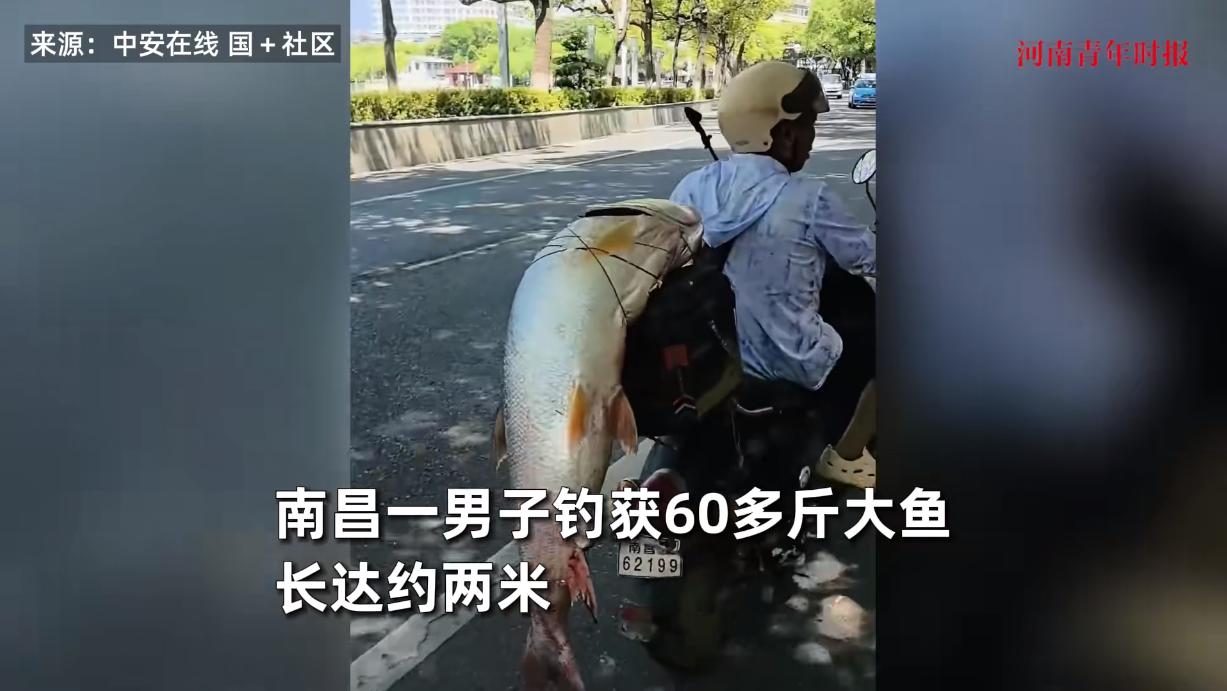 “笑不活了！”8月26日，江西南昌，一男子在河边钓鱼时，竟凭实力钓上来一条60多
