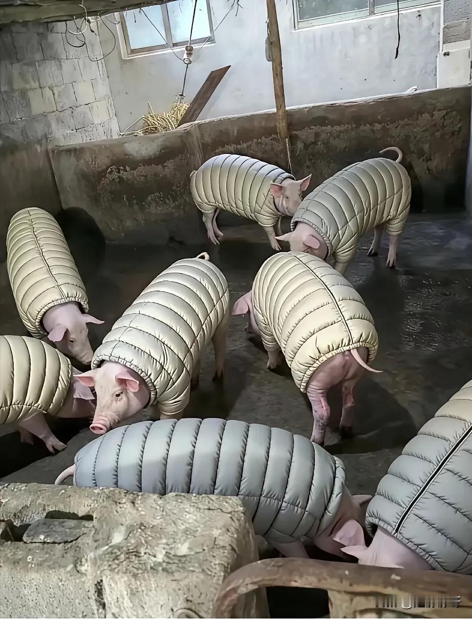 看到这一幕，不得不说，惊呆我了……