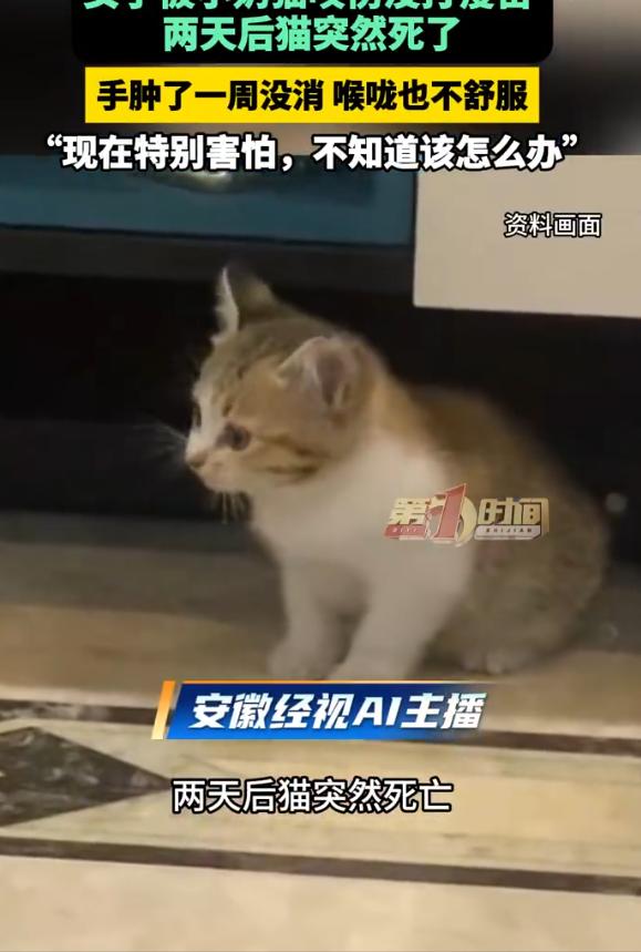 10月29日报道，河南开封，一女孩左手被小奶猫咬伤，她进行了消毒处理，并服用抗生