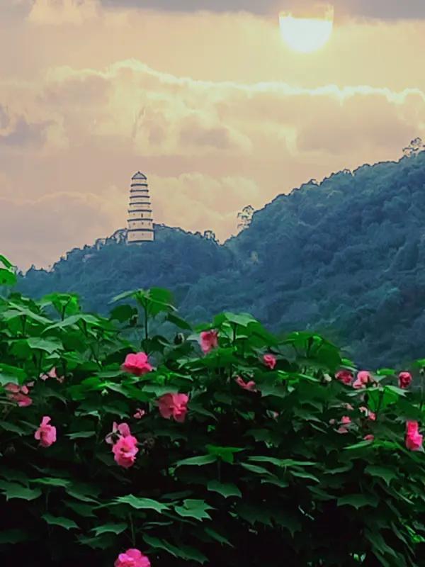 日出🌅东山鲜花开，
天南海北皆精彩。
繁华世界情无奈，
分分合合全是爱。
潮涌