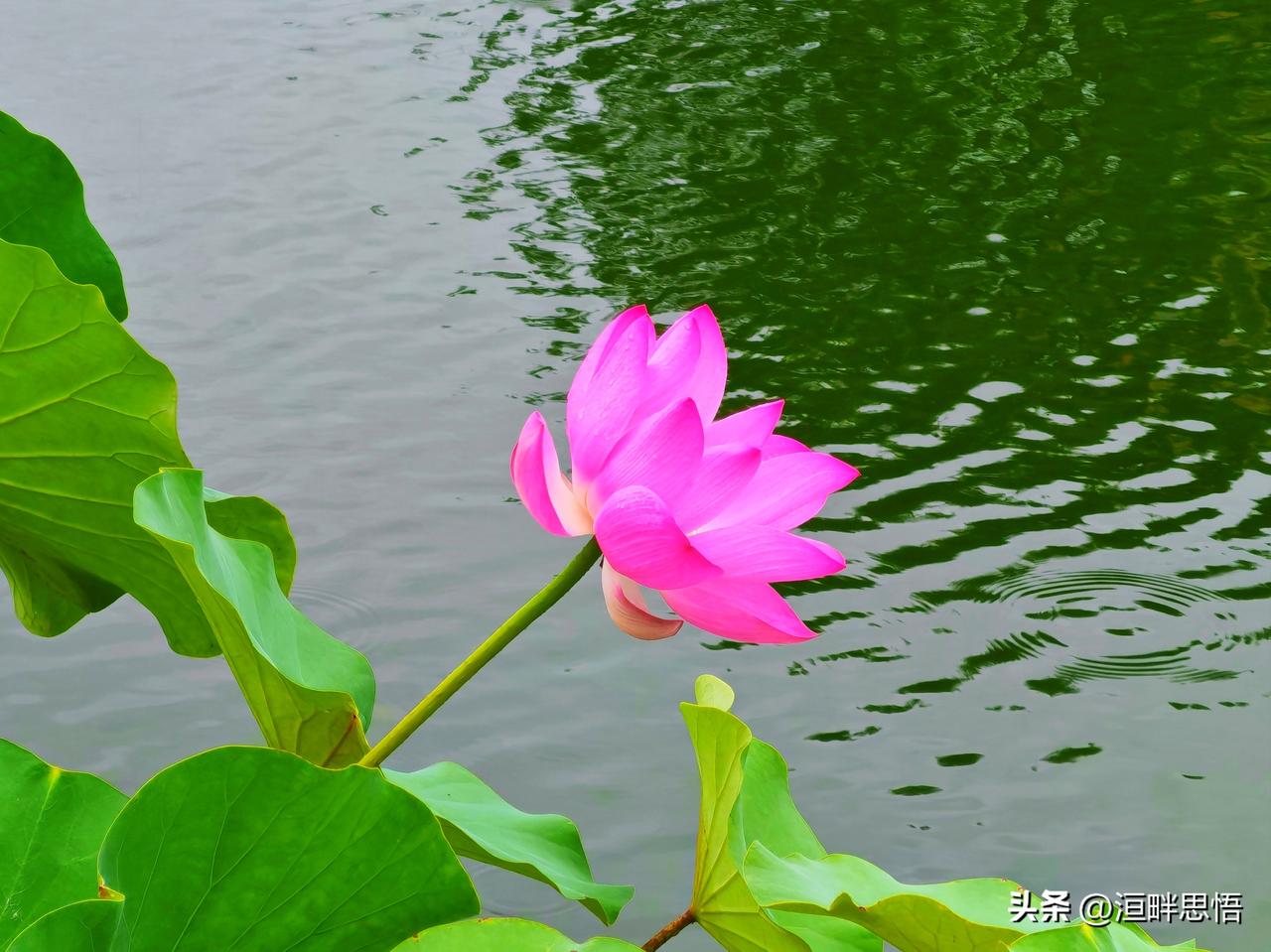 碧水映粉荷，风来满池香