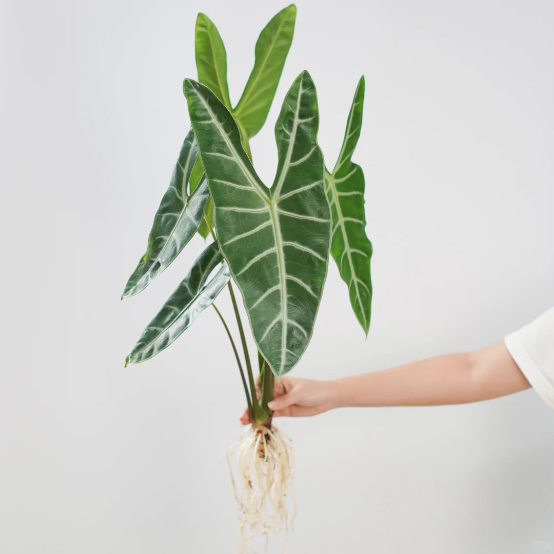 🌿银脉剑叶海芋，ins风绿植🎍