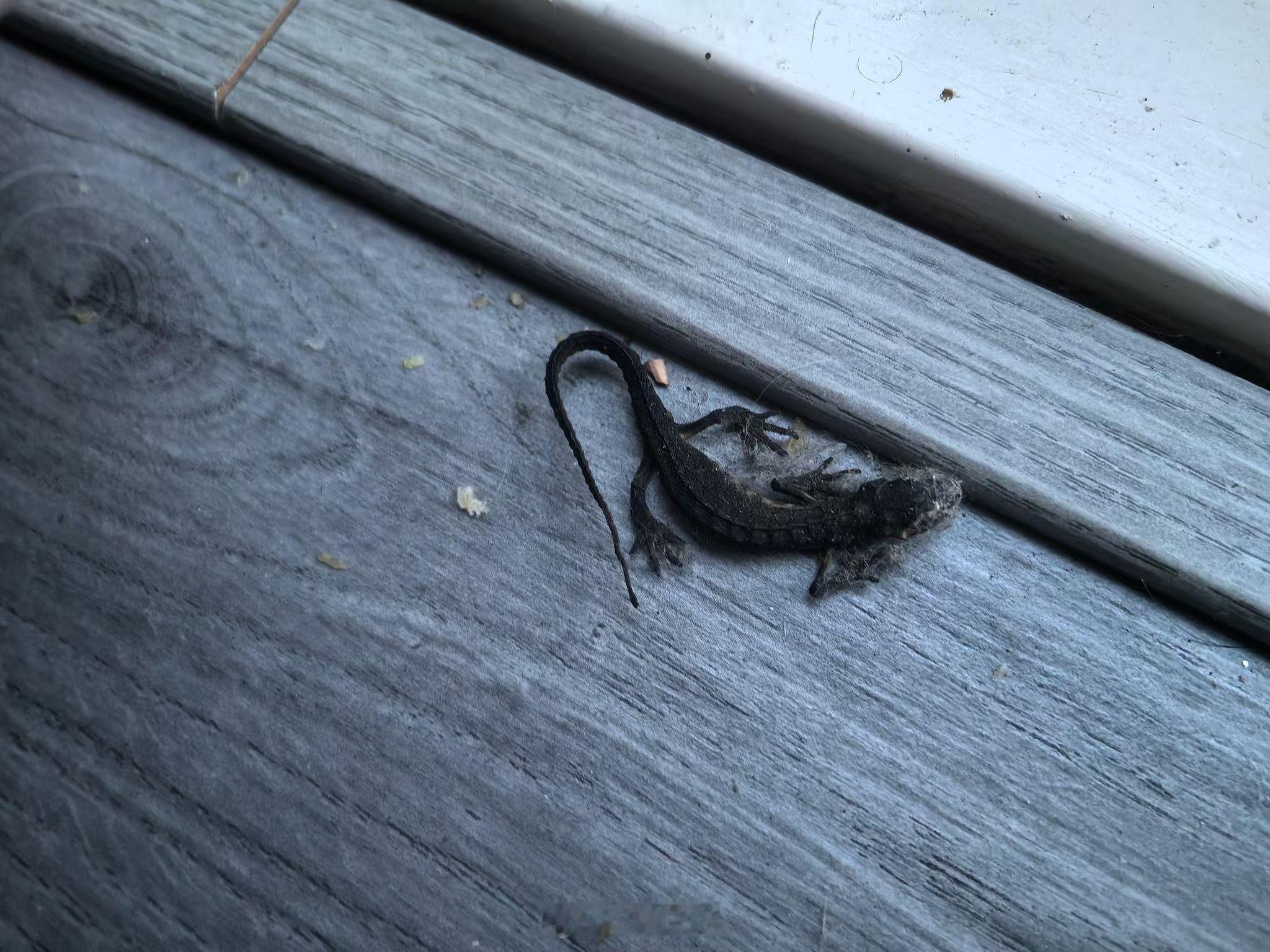 天气越来越冷了在窗台边发现一只被风干的“quattro”