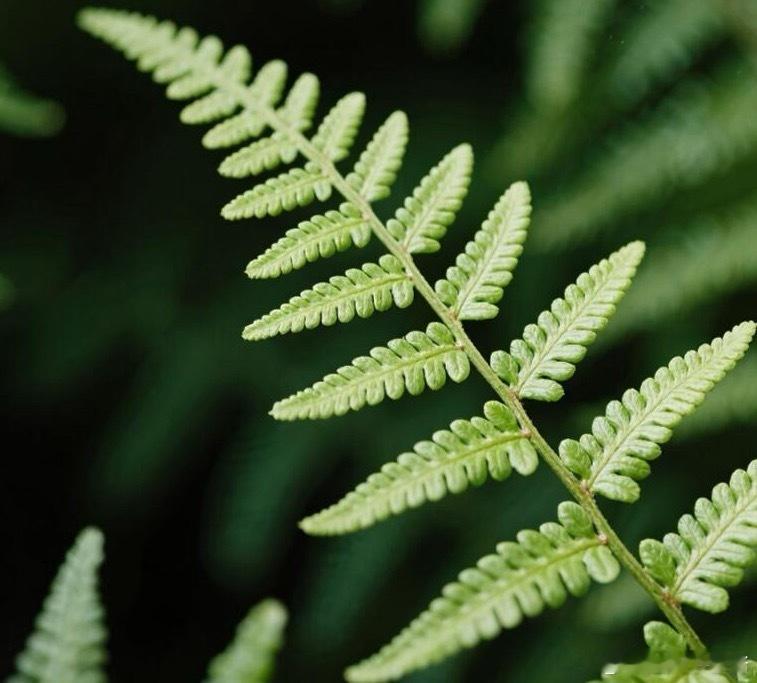 奇妙生物圈植物科普 🌿|羊齿 ——远古走来的神秘绿植羊齿，犹如从远古穿越而来的