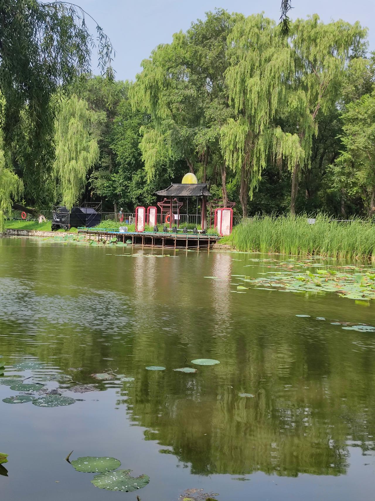 青年湖夏日风光
    沈阳北陵公园有一处青年湖景区，夏日时节，水清树绿，荷花绽