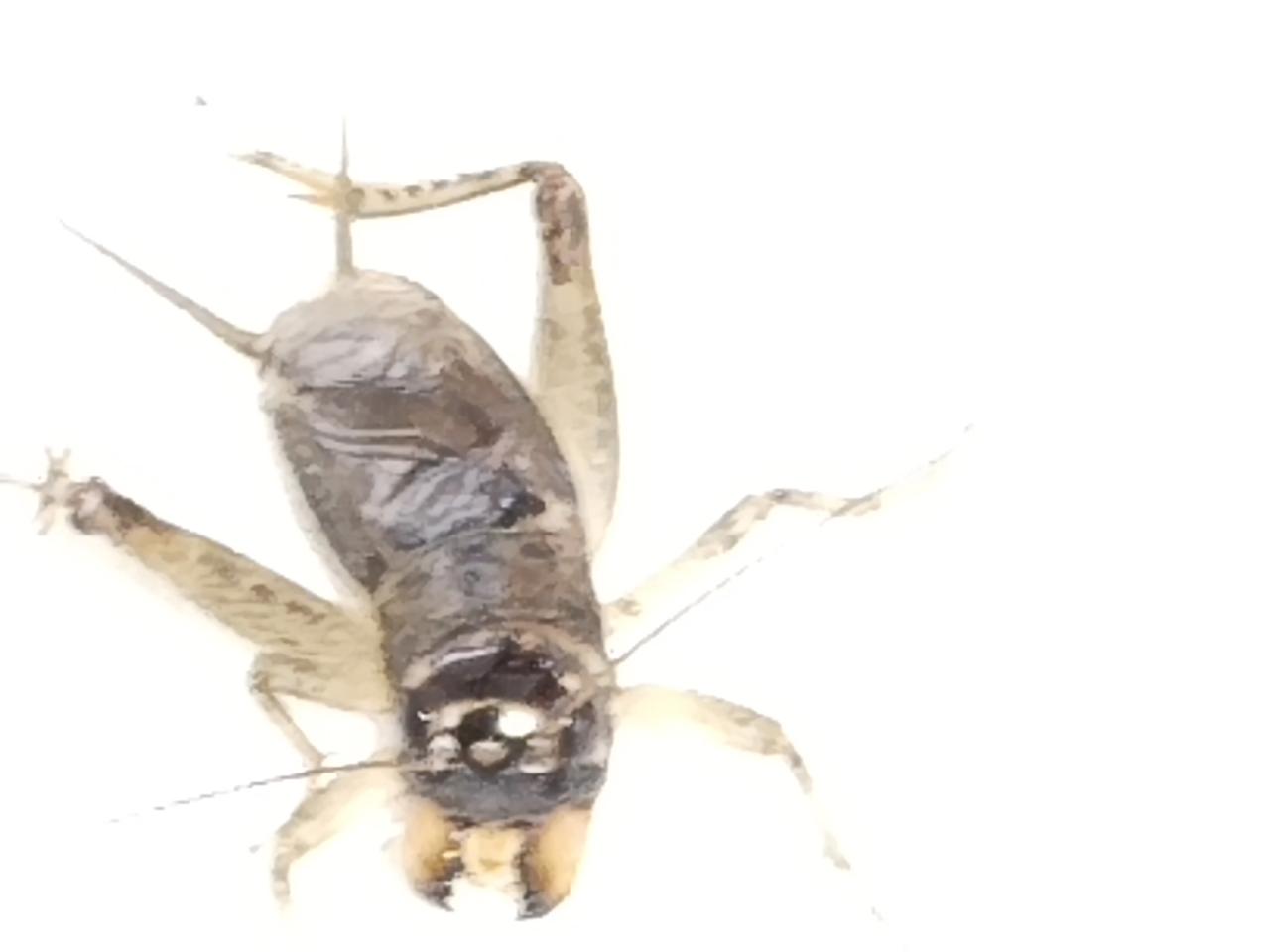 敢不敢把你家宠物的照片发出来看看从小玩到大现在过了半百蟋蟀和象棋成了人生不可缺少