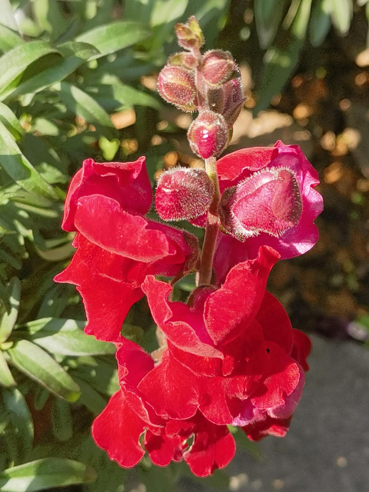 花开天使舞，花谢魔鬼现，亦仙亦魔的金鱼草，用花朵和蒴果组成了奇异的视觉冲击效果，