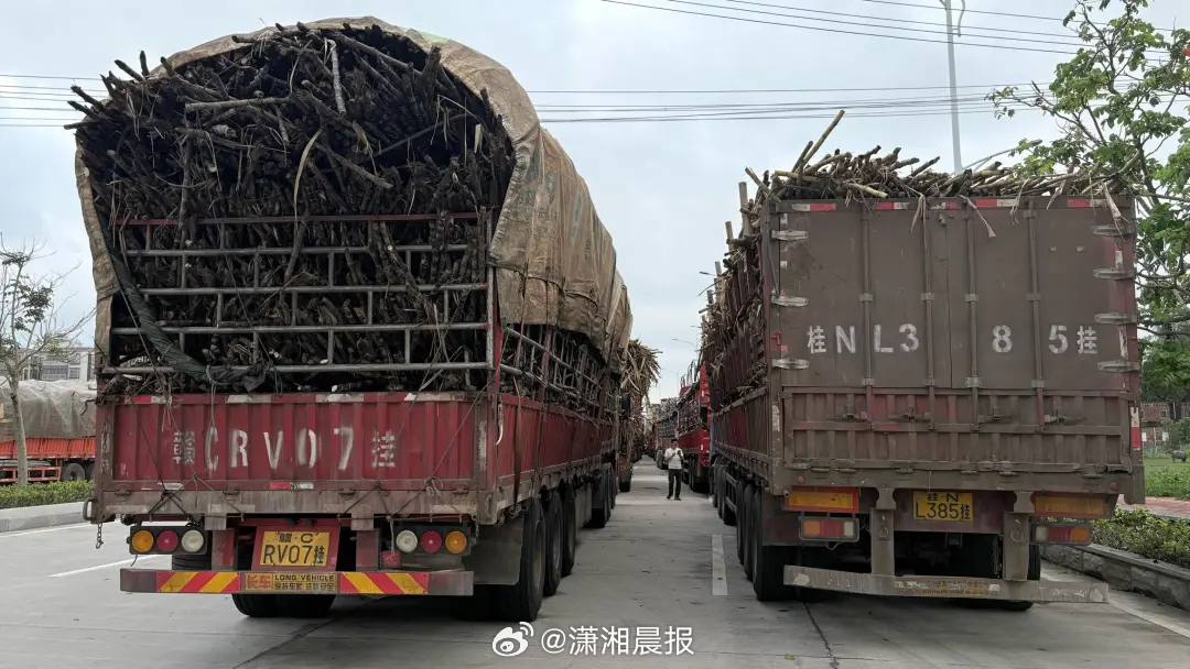 【全网#最暖糖厂延长时间处理收来的甘蔗#，#厂长称其他糖厂停榨后很难再开始#】“