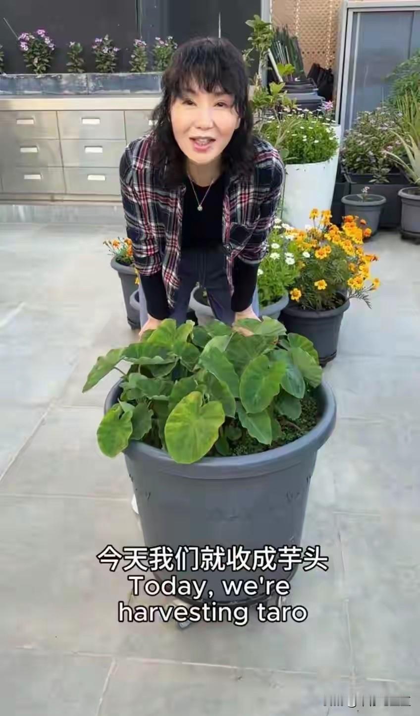 张曼玉现在这个退休生活是多少人羡慕的呀！
当一个“城市农民”，有超大的天台，能种