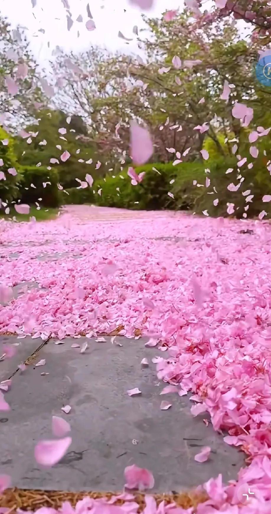 ……… 樱 花 雨 ……
………（古 风）……

… 绛雨霏霏胜甘霖
… 冲天香