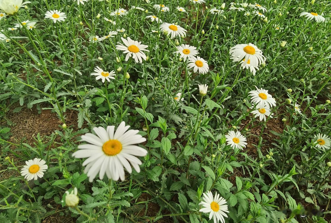西农南校的小雏菊开啦，那一片花海简直绝了，游人多得跟蚂蚁搬家似的。漫步在雏菊丛中