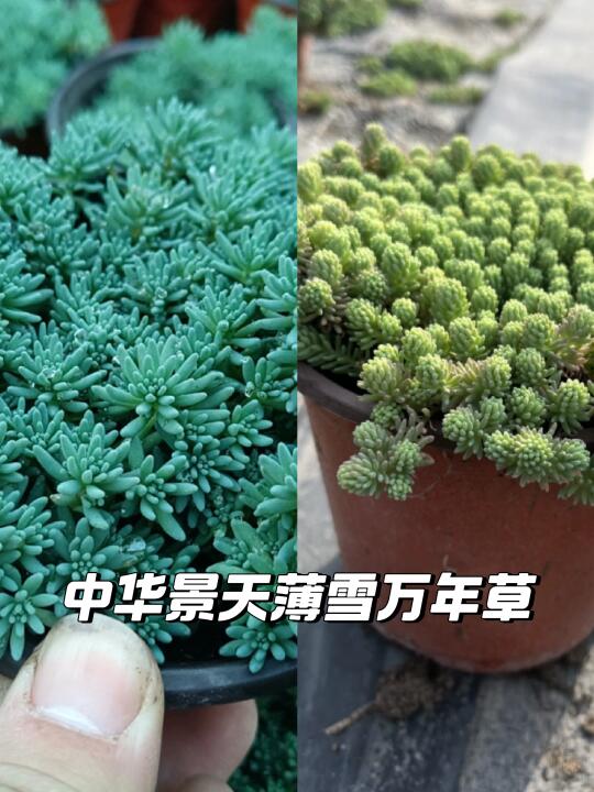 薄雪万年草🌿新手懒人必备