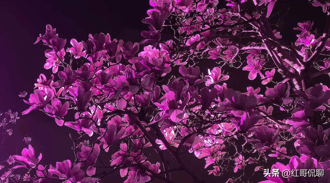 一段时间，看见很多著名高校校友纷纷给母校捐款助学，这是好事，是中华民族知恩图报的