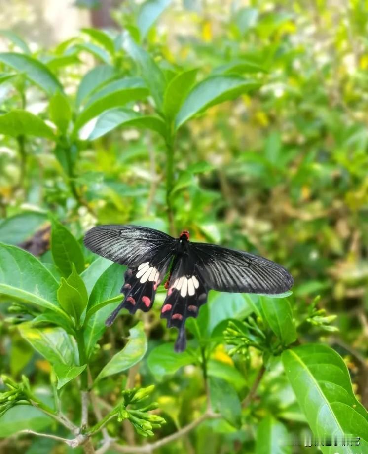 2025年底，吉林扶余惠民村镇银行出大事了！两名储户陈冰的1000万和王凤的80