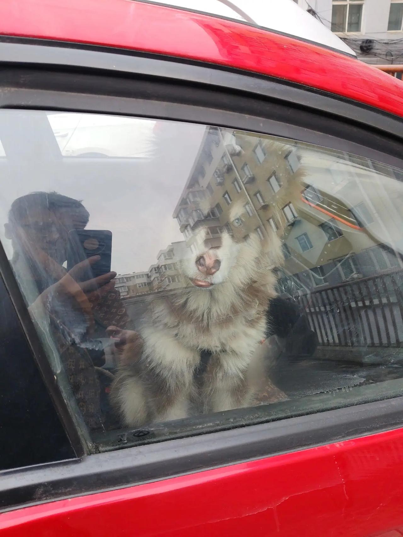 我评论了@阿拉奥利奥 的作品：哈哈哈哈，你家这个算凶狠吗？