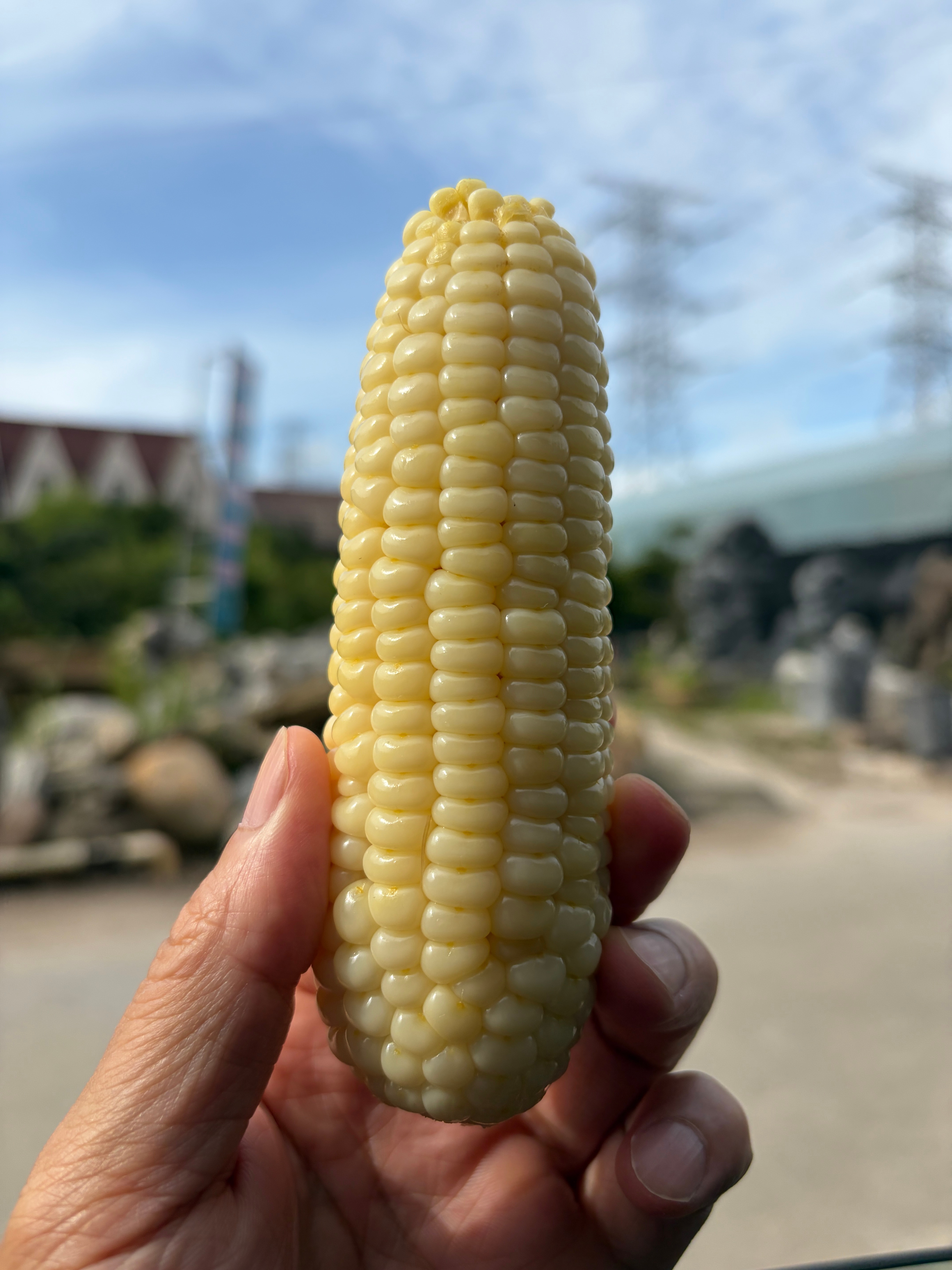 早上出门带了两根玉米，现在吃