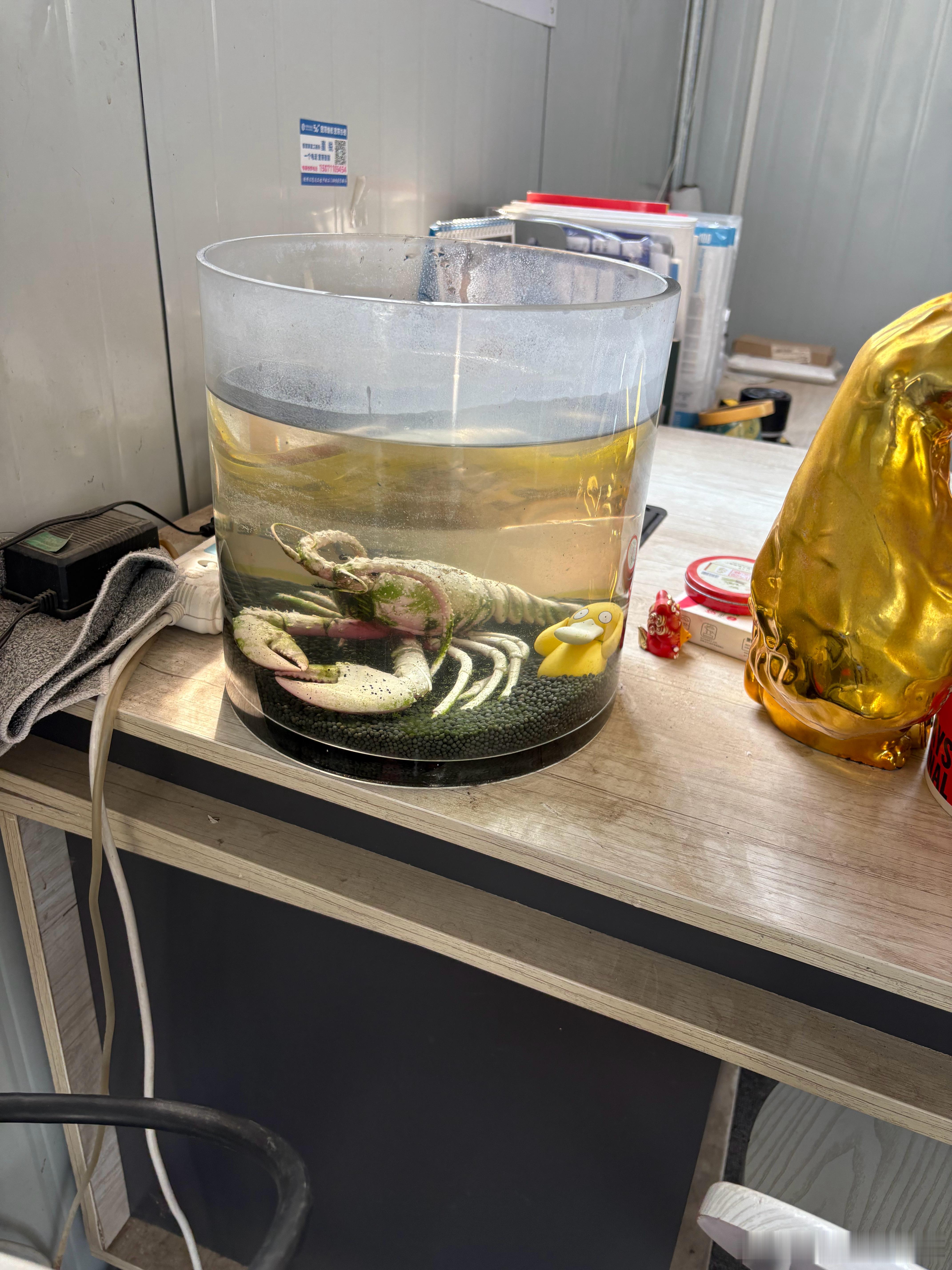 上午工作完毕 再吃完午饭终于有时间把鱼缸洗干净了之前里面就一条野生小鲫鱼生命力异