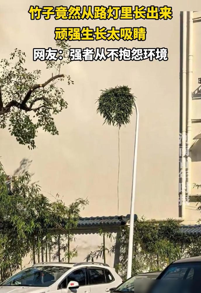 “开眼界了！”浙江，一男子出差办事，意外发现一棵竹子竟然“钻”进了路灯灯杆，并一