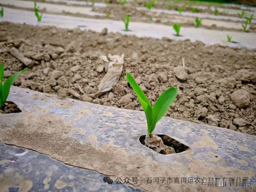 晒图笔记大赛 萌芽初现，春意盎然！🌱🌿玉米苗长新绿！
