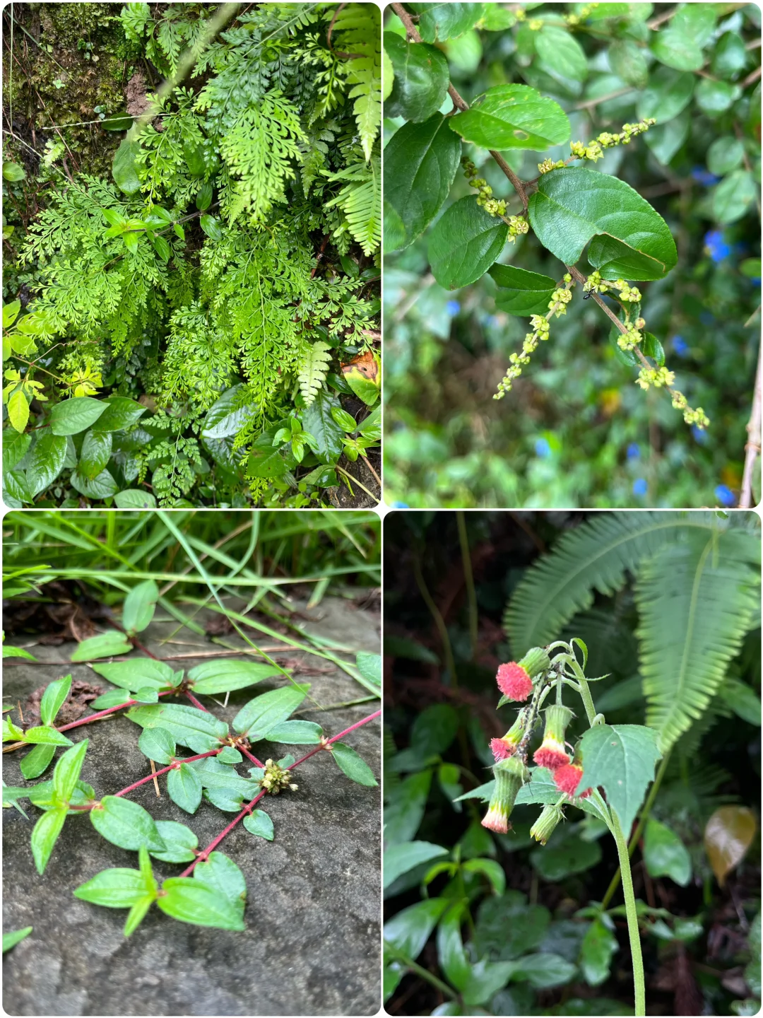 福州植物美图｜秋日鼓岭寻芳长田溪