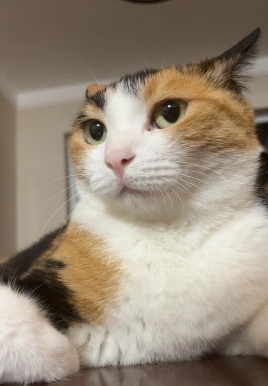 是猫还是猫头鹰！