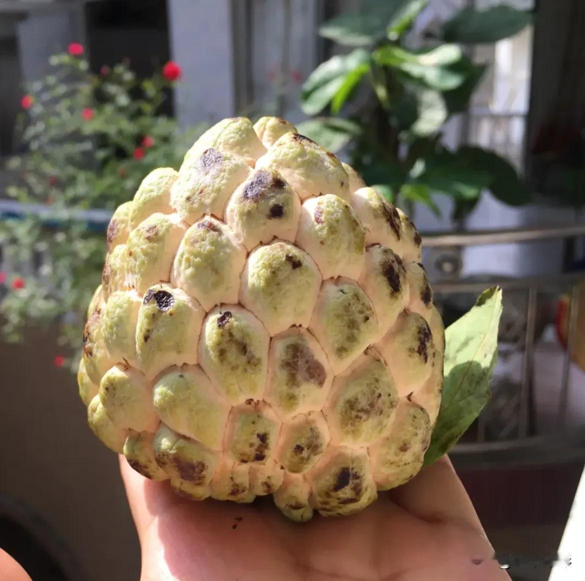 这种水果富含蛋白质、脂肪、糖类，生食补脾，可治恶疮肿痛；种子含油量高；树皮可造纸