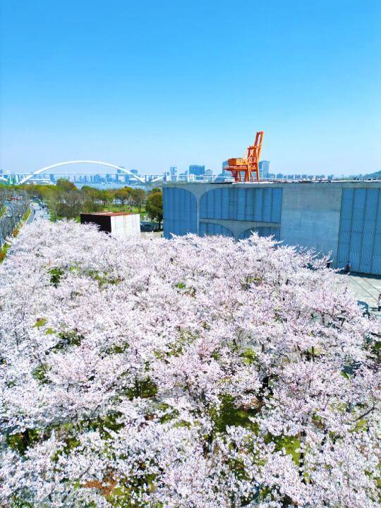 2025上海春日赏花指南🌸3-6月花期&地点