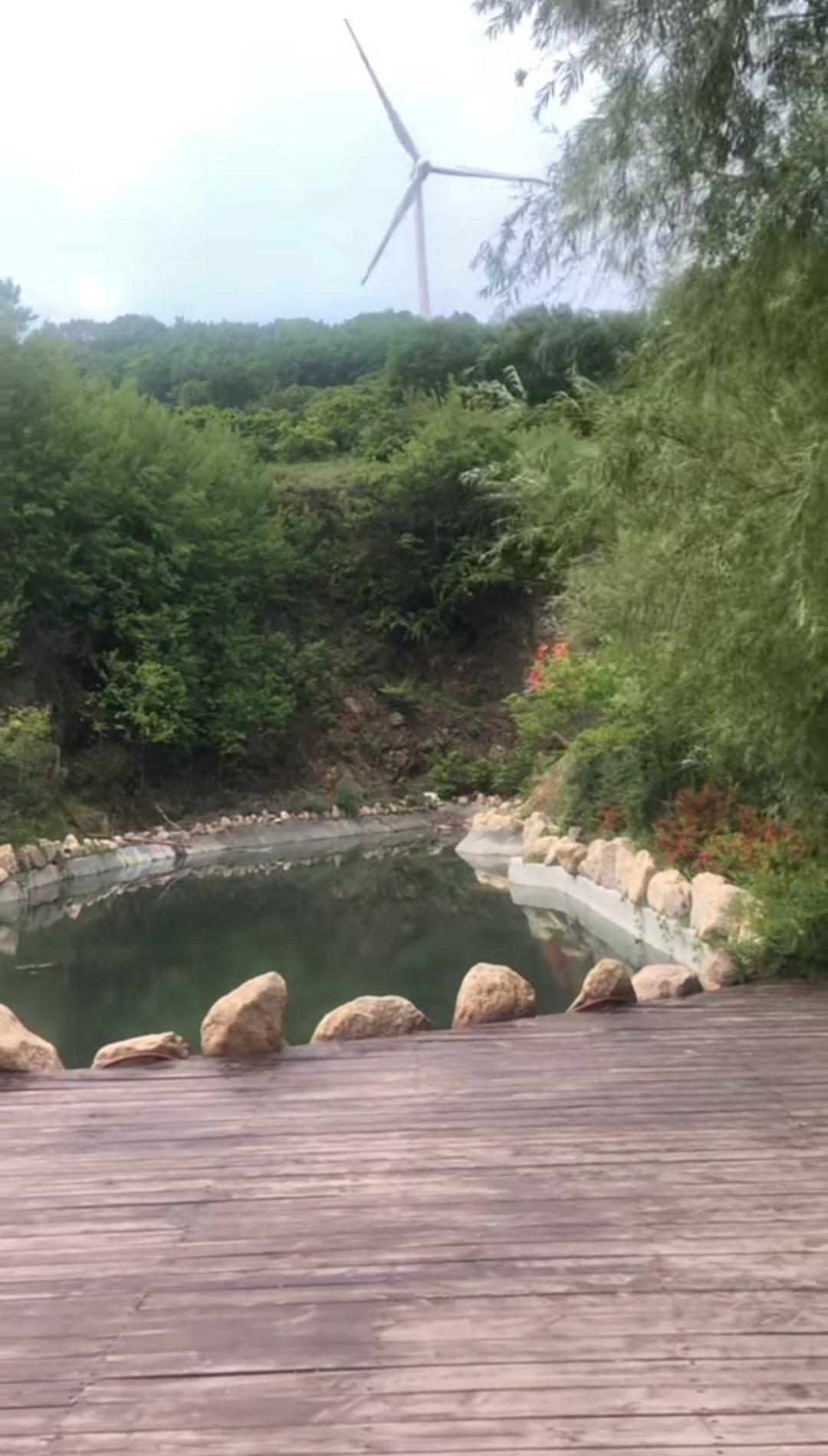 分享随手拍的景色一池清波入眼来。