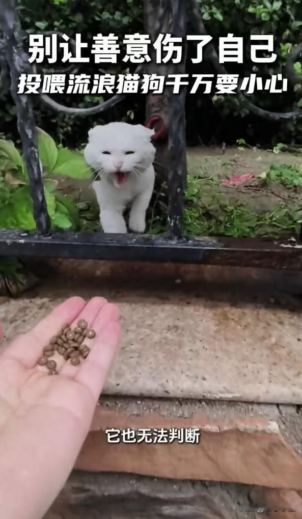 禁止小区投喂流浪猫狗：别让爱心变成"二次伤害"
福建明确流浪猫狗投喂点不宜作为法