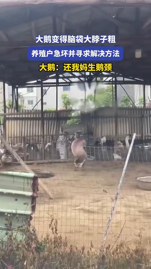 大鹅变得脑袋大脖子粗，养殖户急坏并寻求解决方法。
4月23日广东。