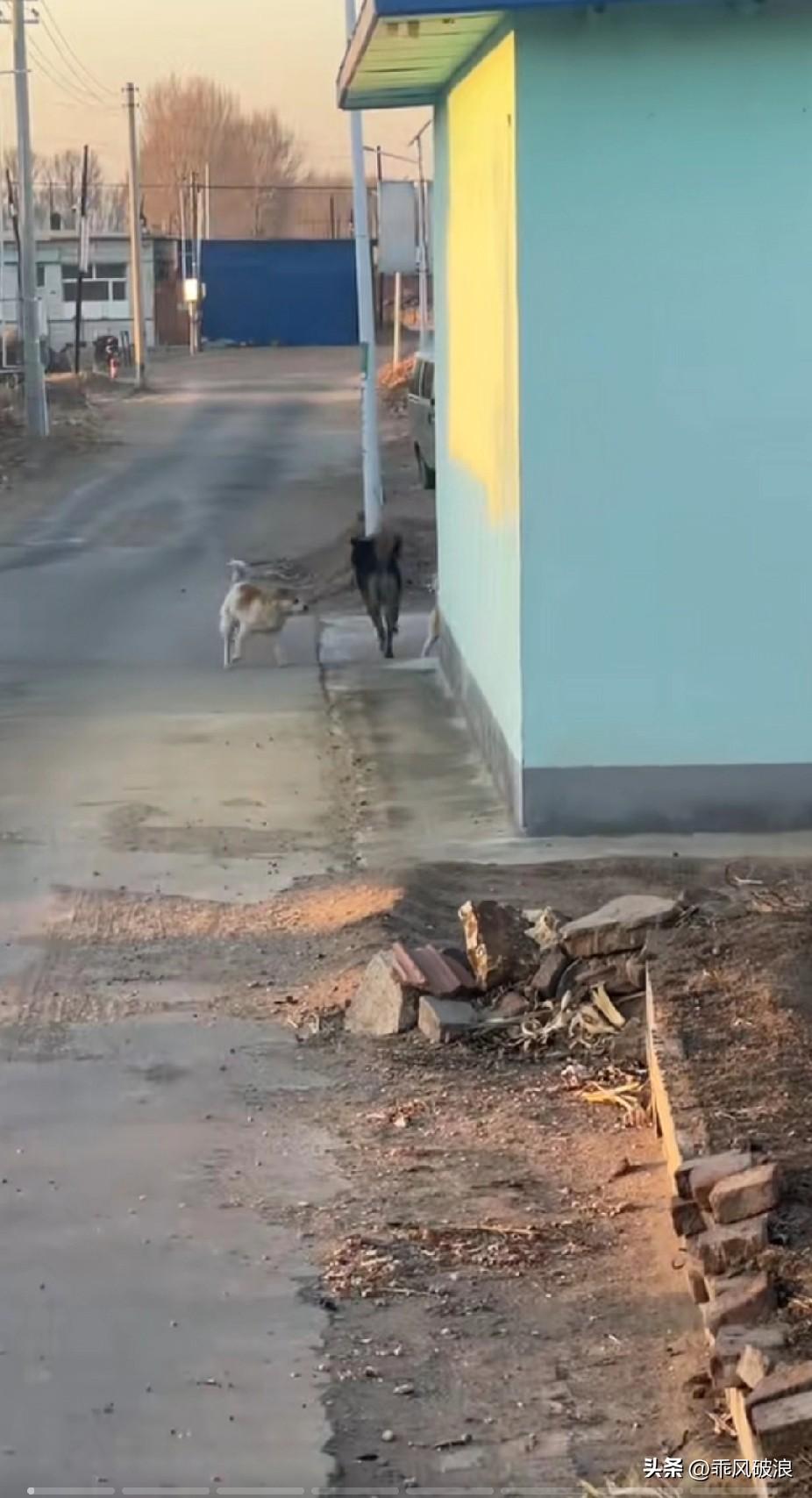 一只流浪狗跑到村里找吃的，遭到了村里几条家狗的欺负，我见此情形便出手帮了它。没想