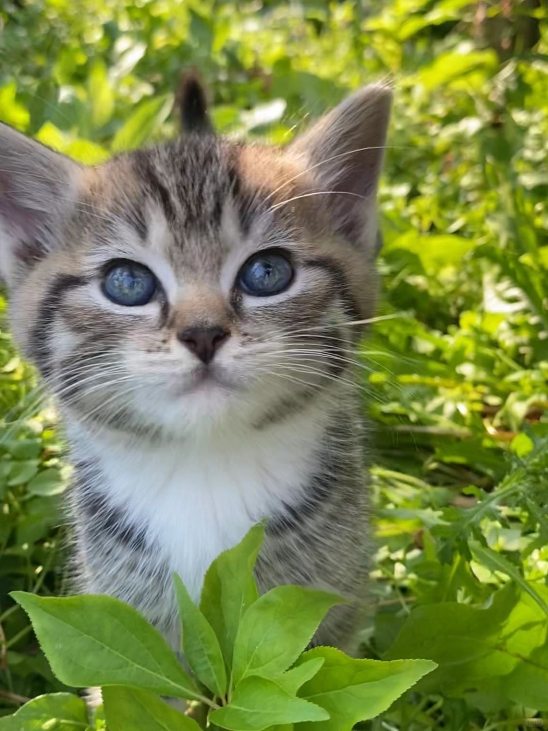 真是癫婆上身，花钱扣，逛百亿补贴给猫买一堆