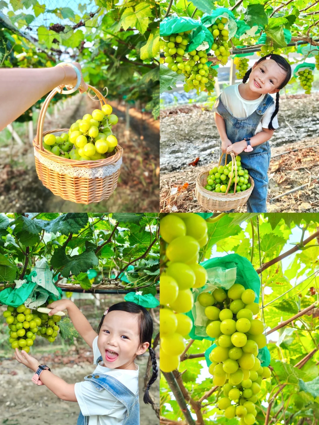 广州亲子采摘｜这片阳光玫瑰葡萄🍇又大又甜～