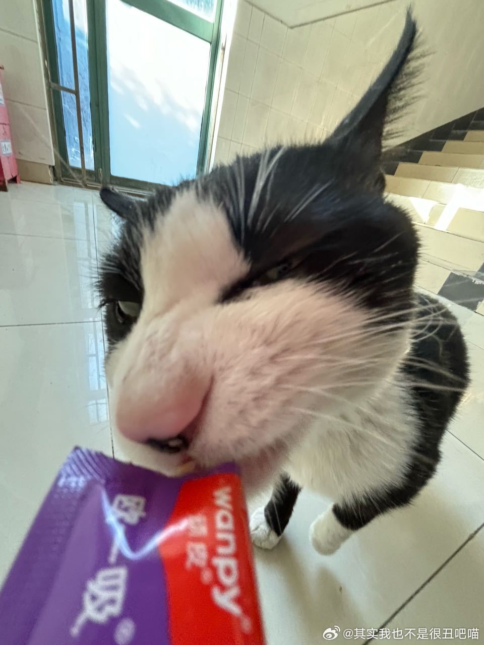 49826【心灵丑】吃完猫条就不给摸了