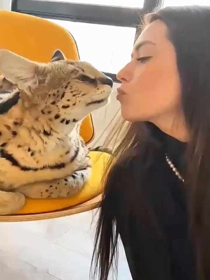 男子在树洞里发现了一只可爱的小猫咪，他鼓足勇气，壮着胆子把这只小猫咪给拿了出来，