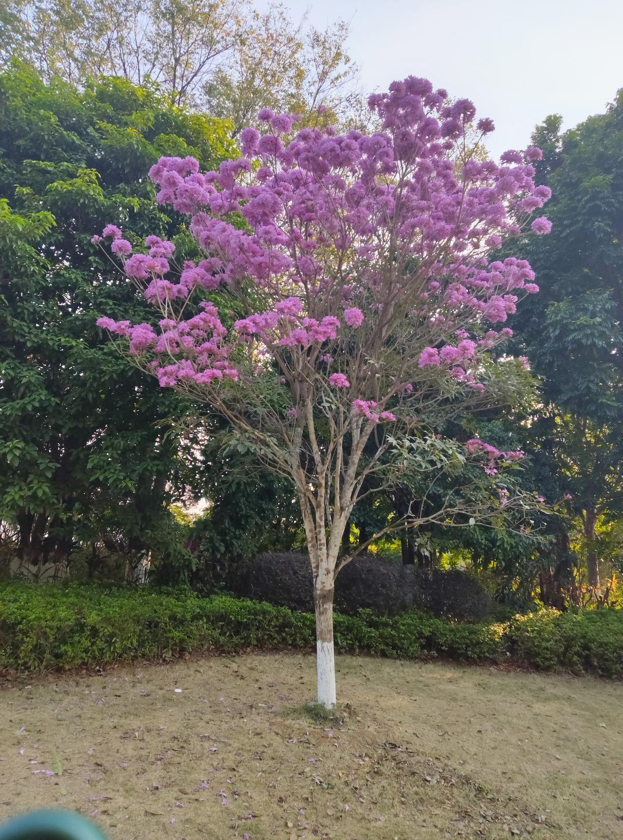 美国无人机禁令大概率会影响全球市场。
全球70%民用无人机市场由大疆主导，此次美