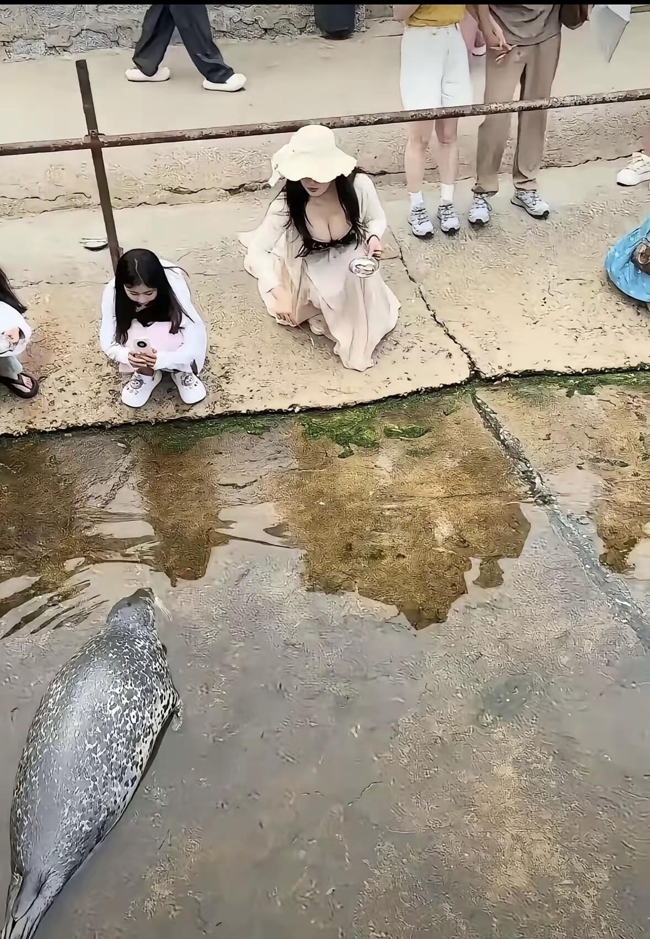 好可爱的海豹呀