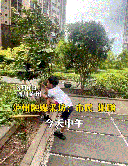 笑不活了，四川泸州，突然刮起大风，一男孩为避免芒果树最后两个芒果被风刮掉，竟在大