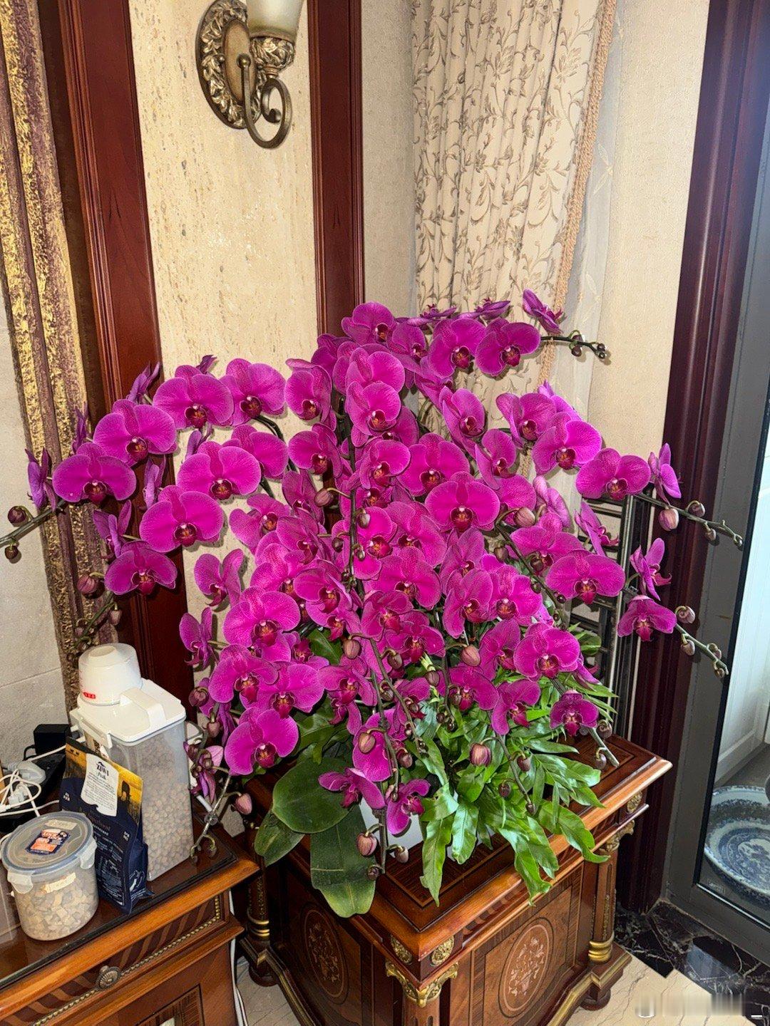 祝老妈母亲节快乐呗 妹妹出钱买的哟[偷乐][偷乐][偷乐]孝敬爱养花的老母亲[偷