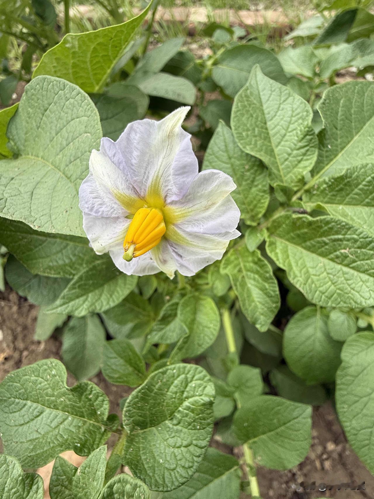 【小对联】
上：门票；
下：……？