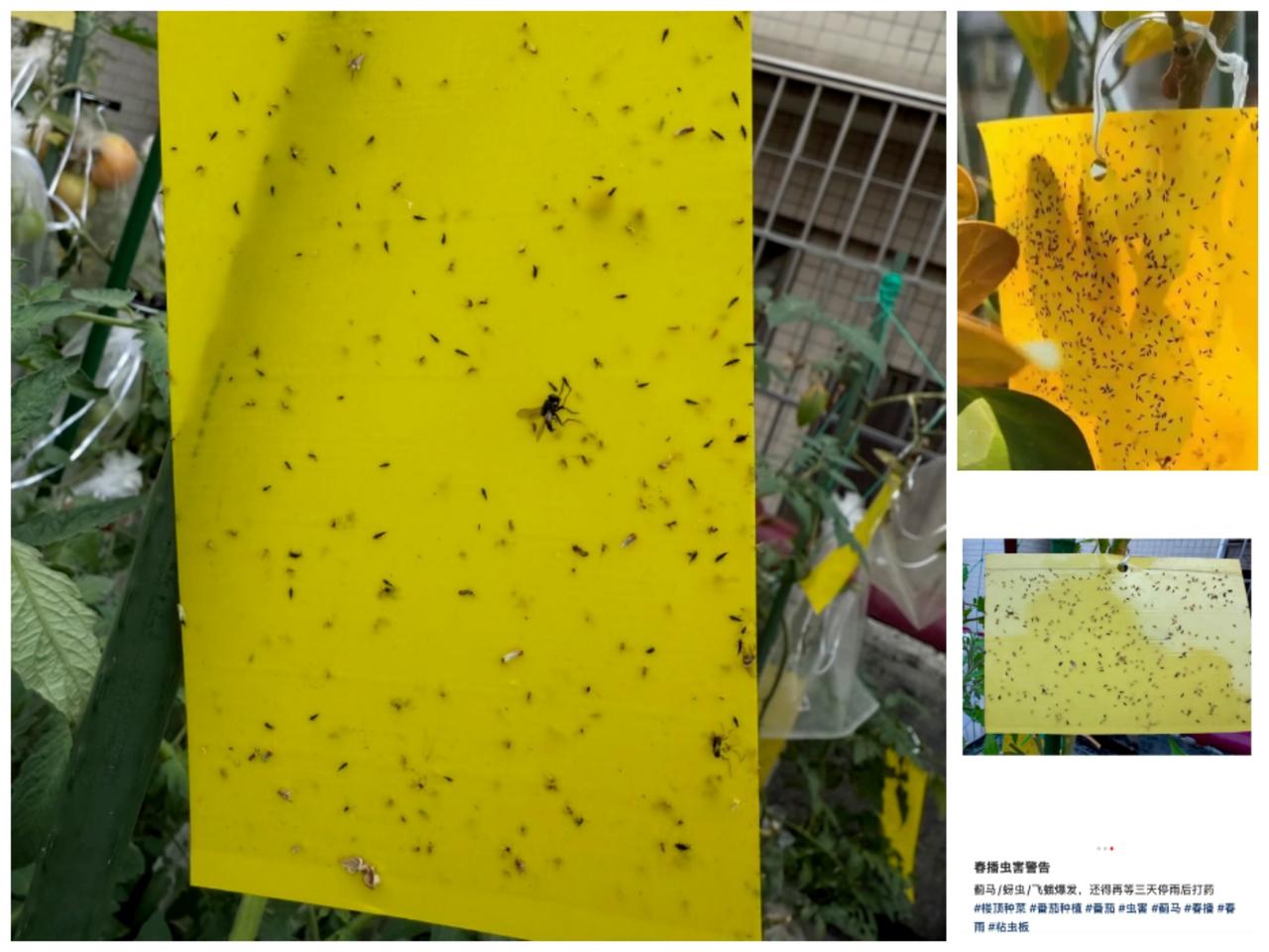 苏州人春夏避虫穿衣清单
 
最近苏州蓟马、小飞虫、蚊子全出来了，我亲测+查资料整